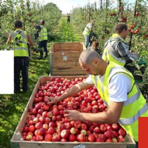 Apply: Fruit and Vegetable Picking Jobs In Canada